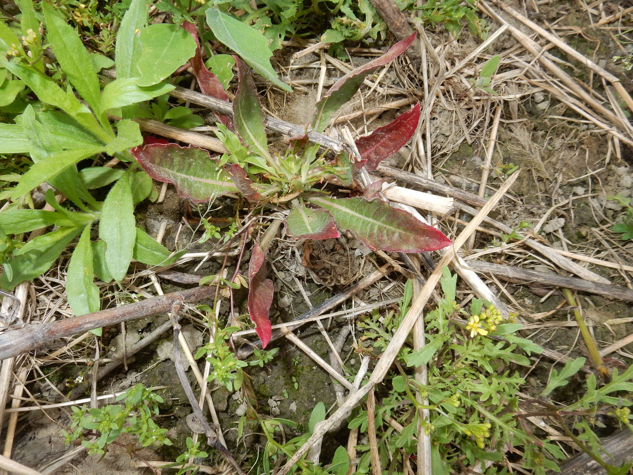 Imagem de Oenothera biennis L.