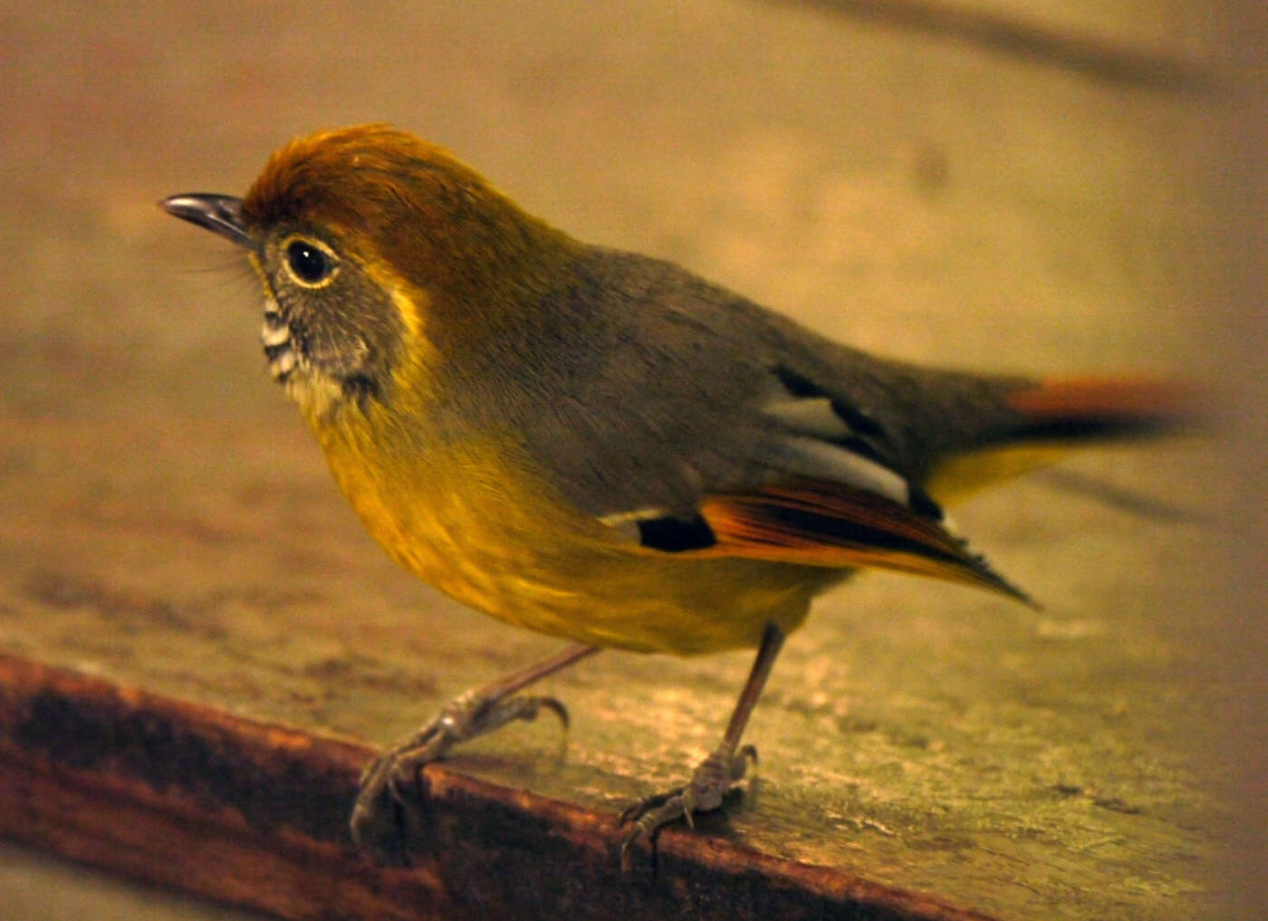 Image of Bar-throated Minla