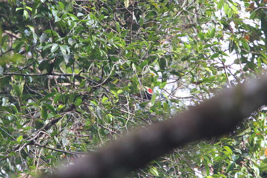 Image of Red-faced Malkoha