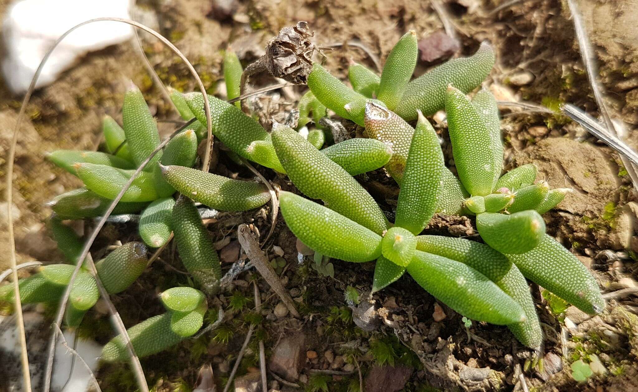 Image of Trichodiadema occidentale L. Bol.