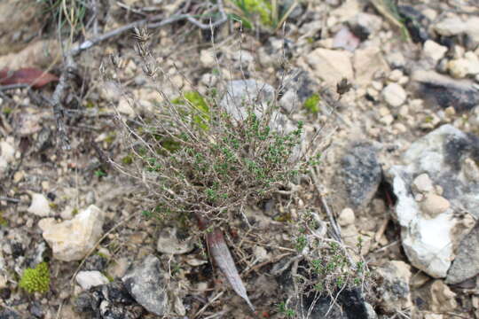 Plancia ëd Arenaria aggregata (L.) Loisel.