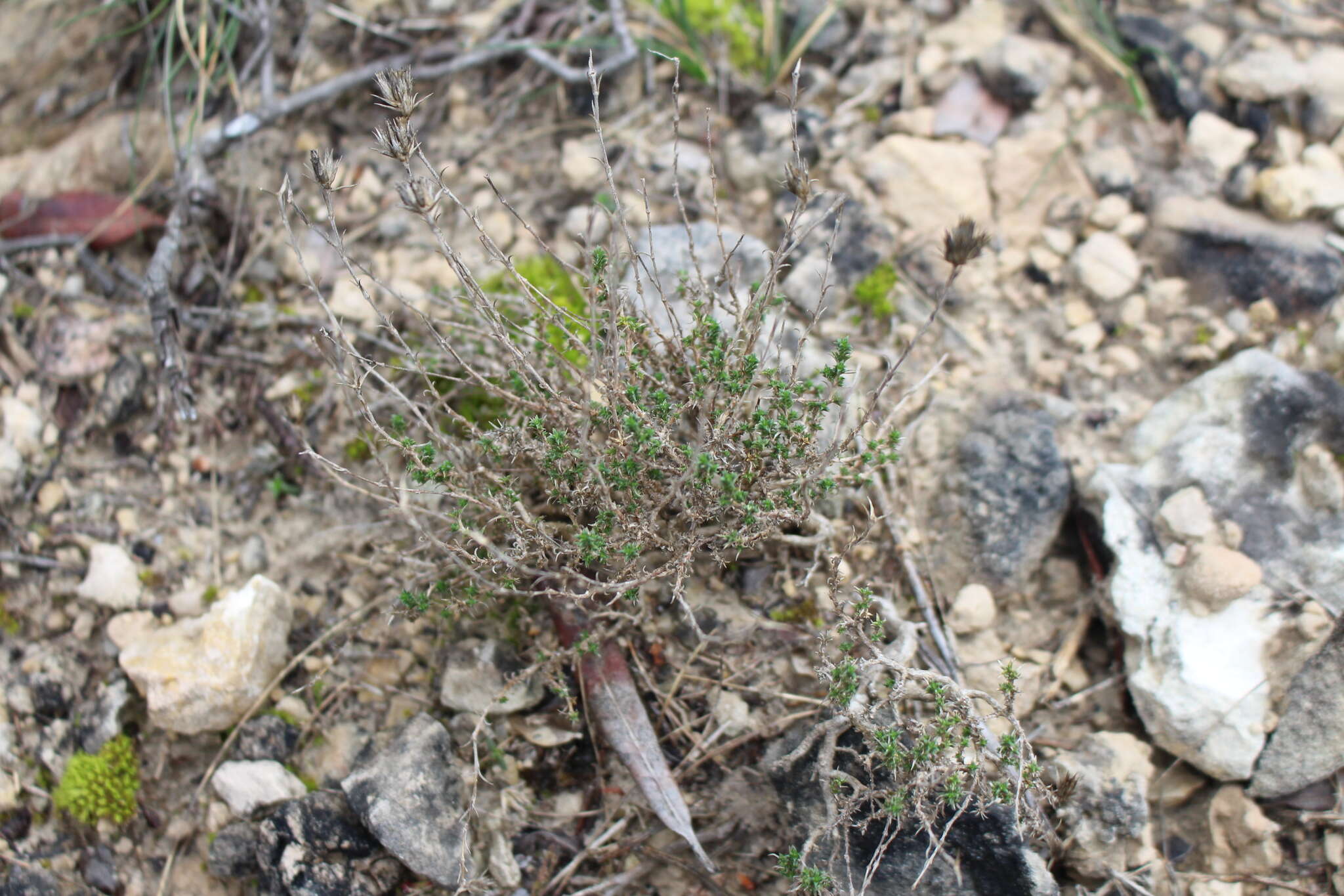 Слика од Arenaria aggregata (L.) Loisel.