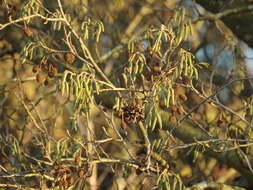 Imagem de Alnus lusitanica Vít, Douda & Mandák