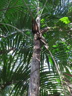 Image of Carpentaria acuminata (H. Wendl. & Drude) Becc.