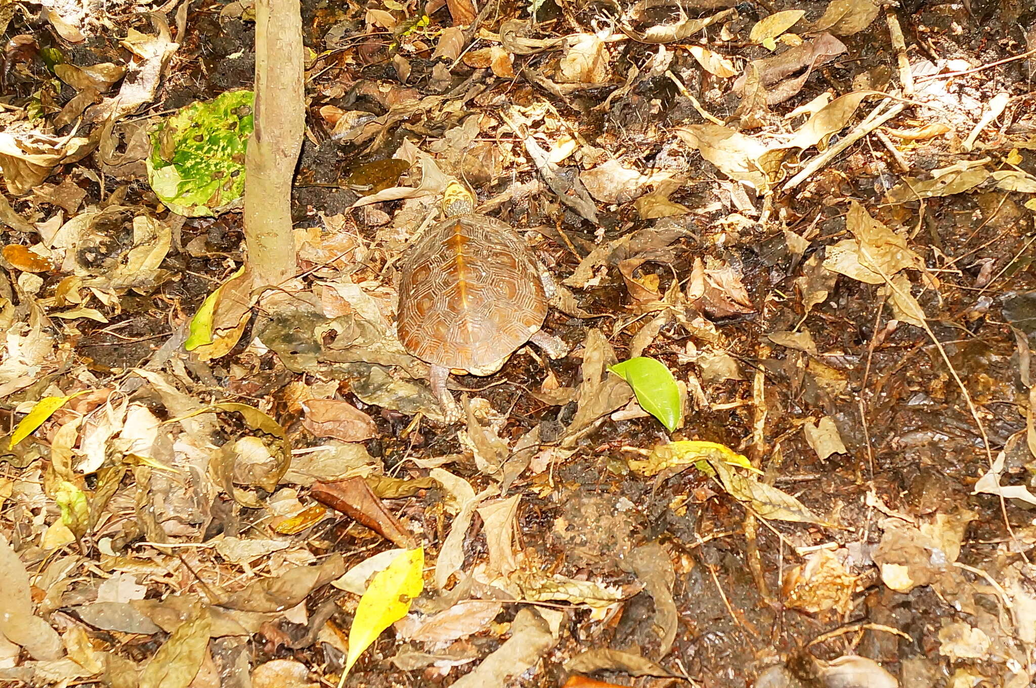 Image of Mexican Spotted Terrapin