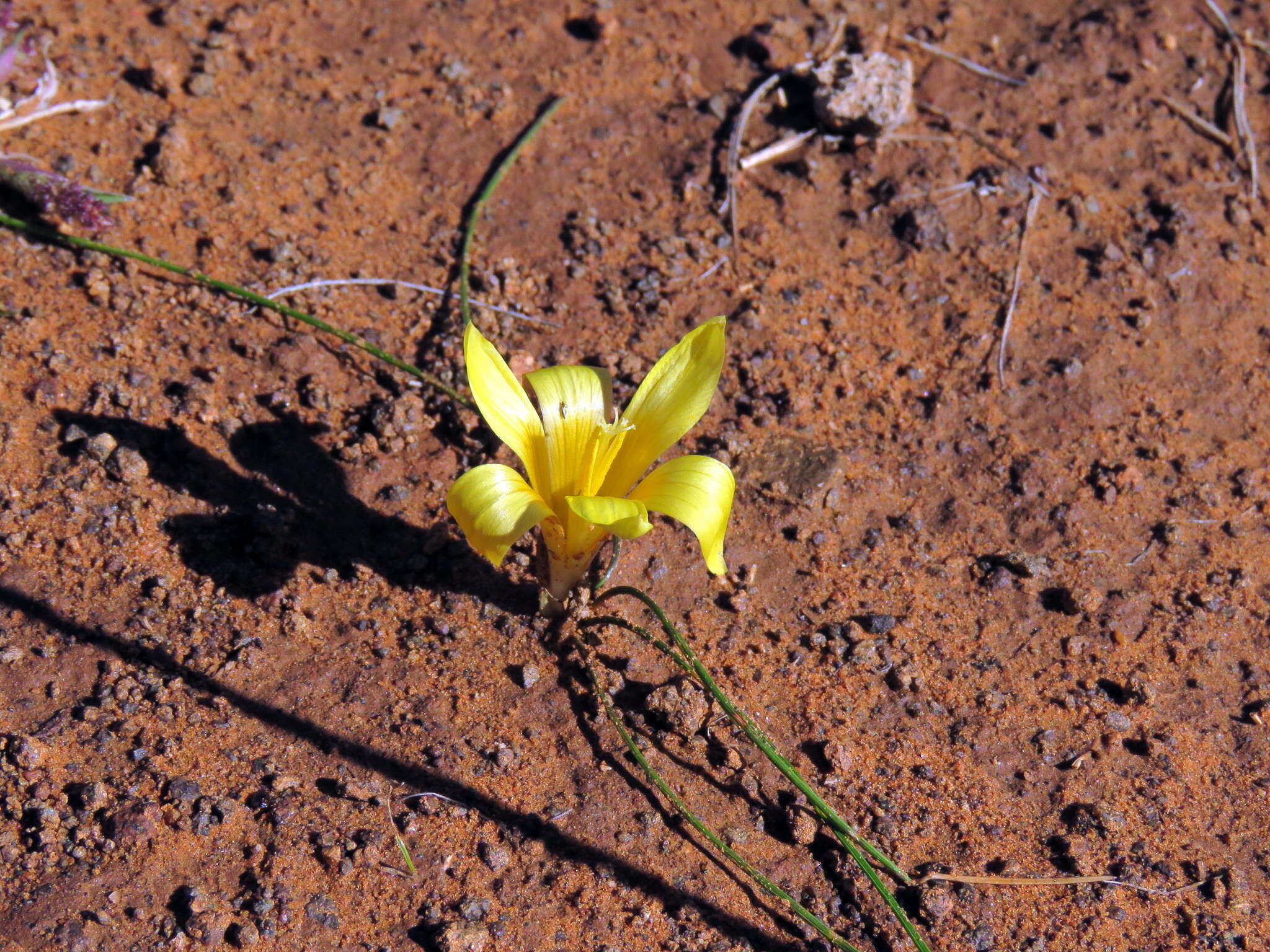 Image of Romulea tortuosa subsp. aurea (Klatt) M. P. de Vos