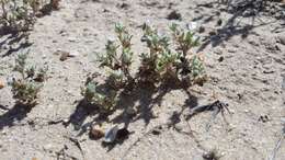 Image of dwarf cottonrose