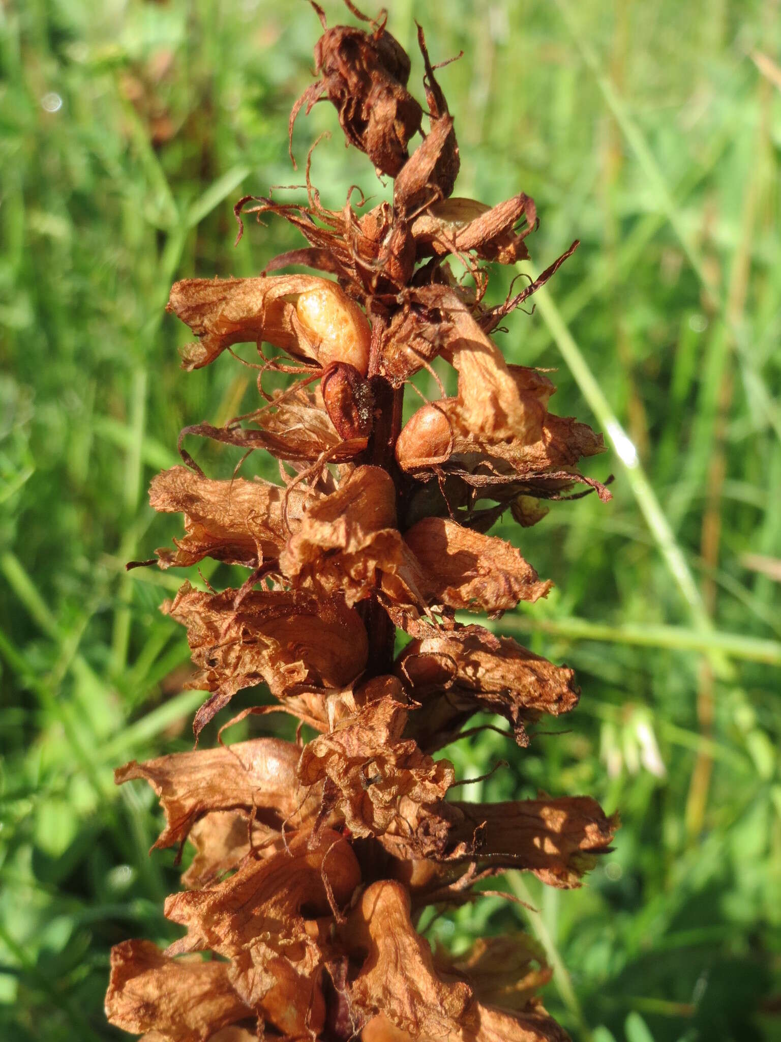 Image of Orobanche amethystea Thuill.