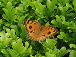 Image of Peacock Pansy