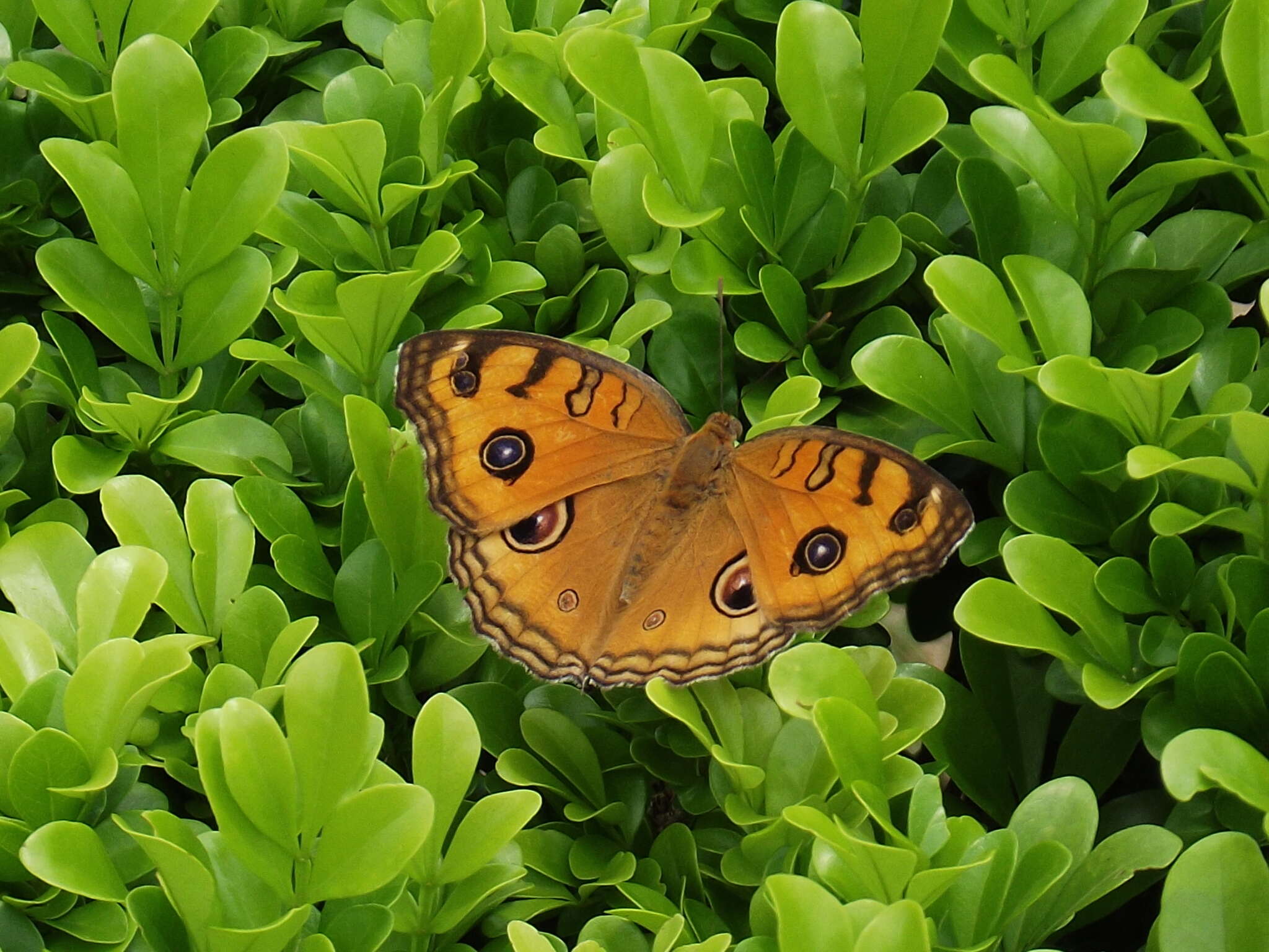 Image of Peacock Pansy