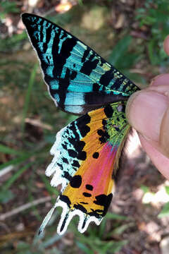 Image of Madagascan Sunset Moth