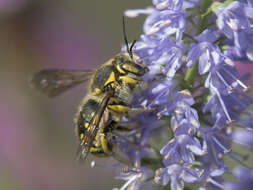 Image de Anthidium florentinum (Fabricius 1775)