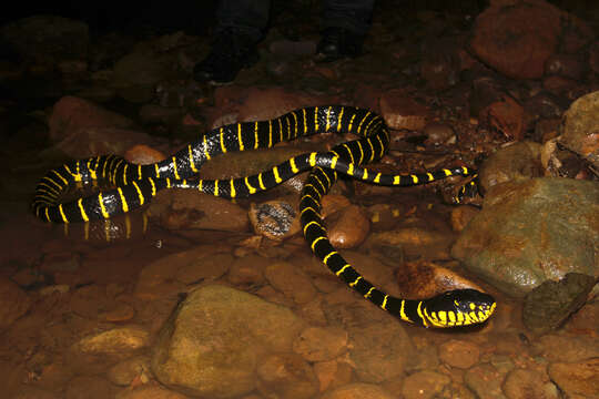 Image of Boiga dendrophila annectens (Boulenger 1896)