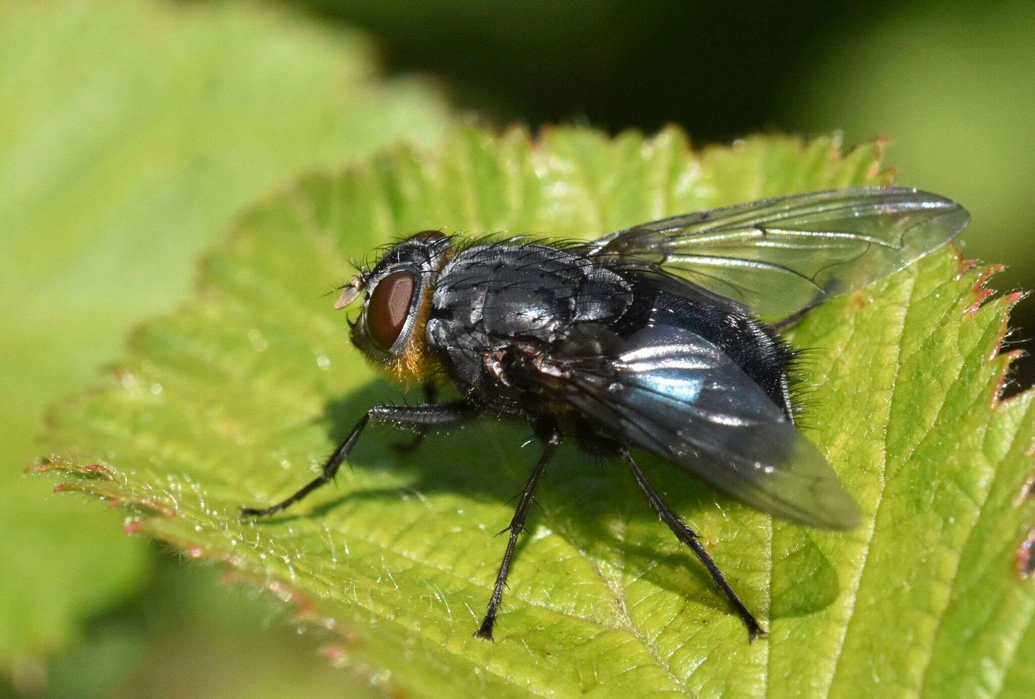 Image of Blue bottle fly