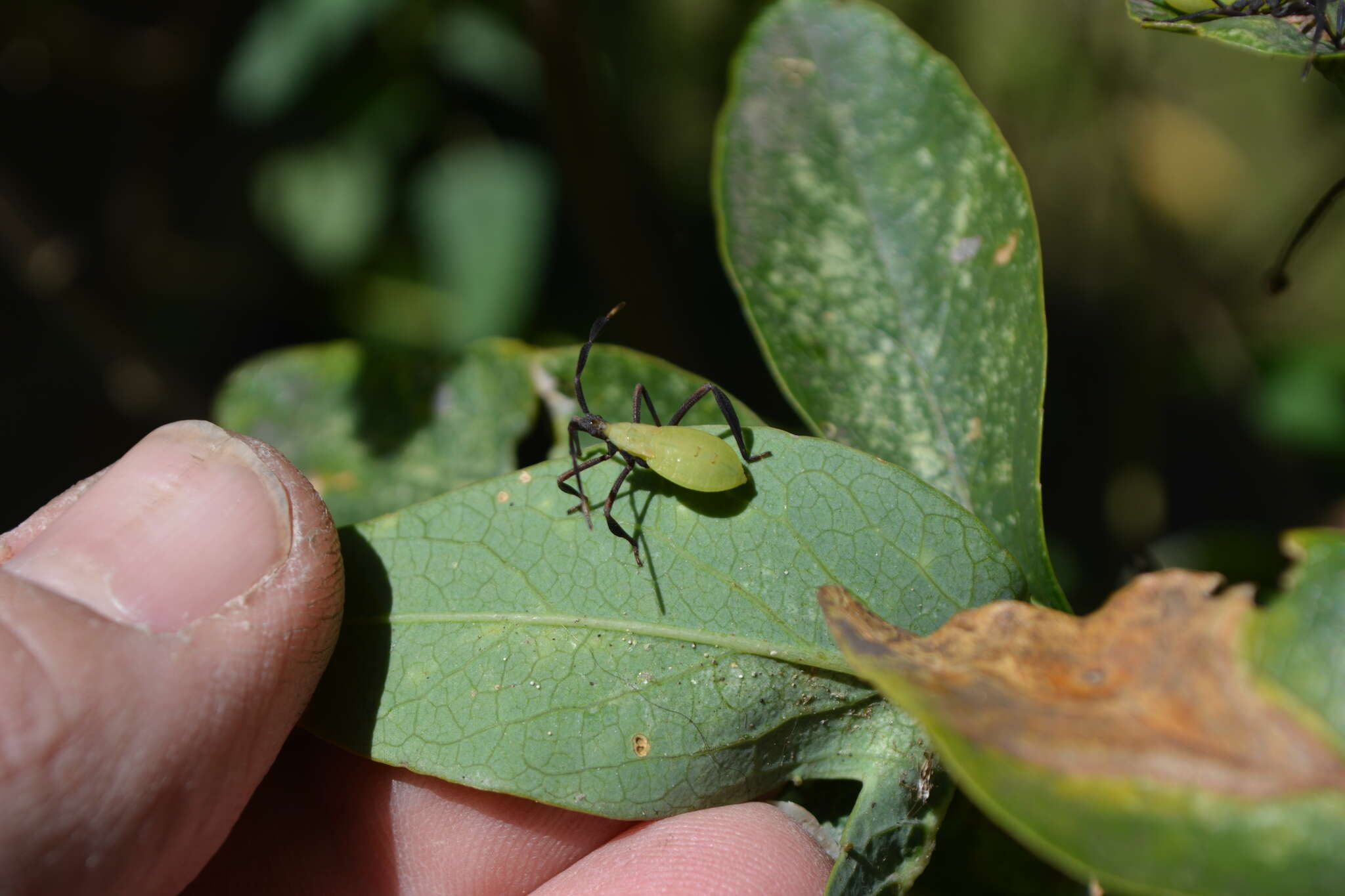 صورة Holhymenia histrio (Fabricius 1803)