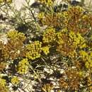 Image of <i>Helichrysum italicum</i> subsp. <i>picardii</i>