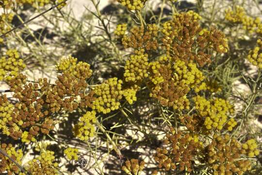 Image of <i>Helichrysum italicum</i> subsp. <i>picardii</i>