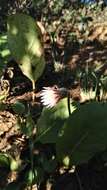 Gerbera viridifolia (DC.) Sch. Bip. resmi