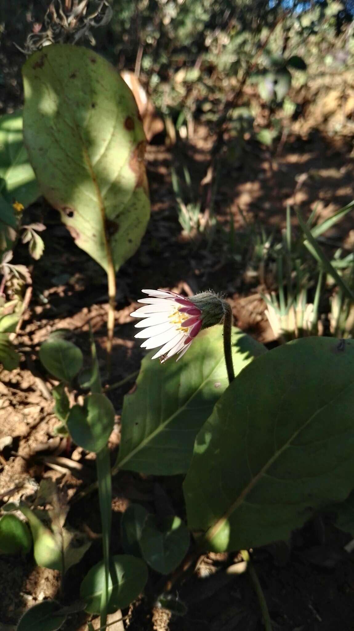 Gerbera viridifolia (DC.) Sch. Bip. resmi