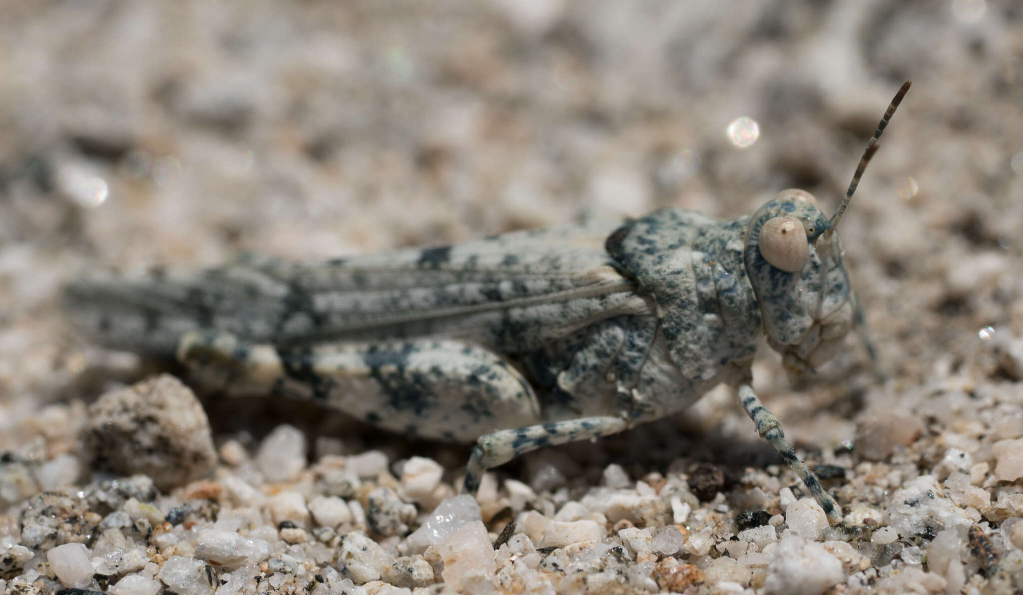 Image of Cream Grasshopper