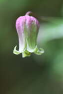 Imagem de Clematis versicolor Small