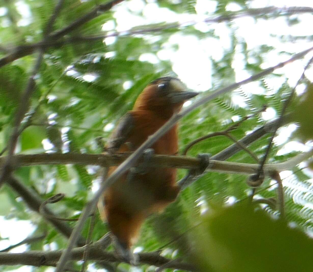 Image of Chestnut Piculet