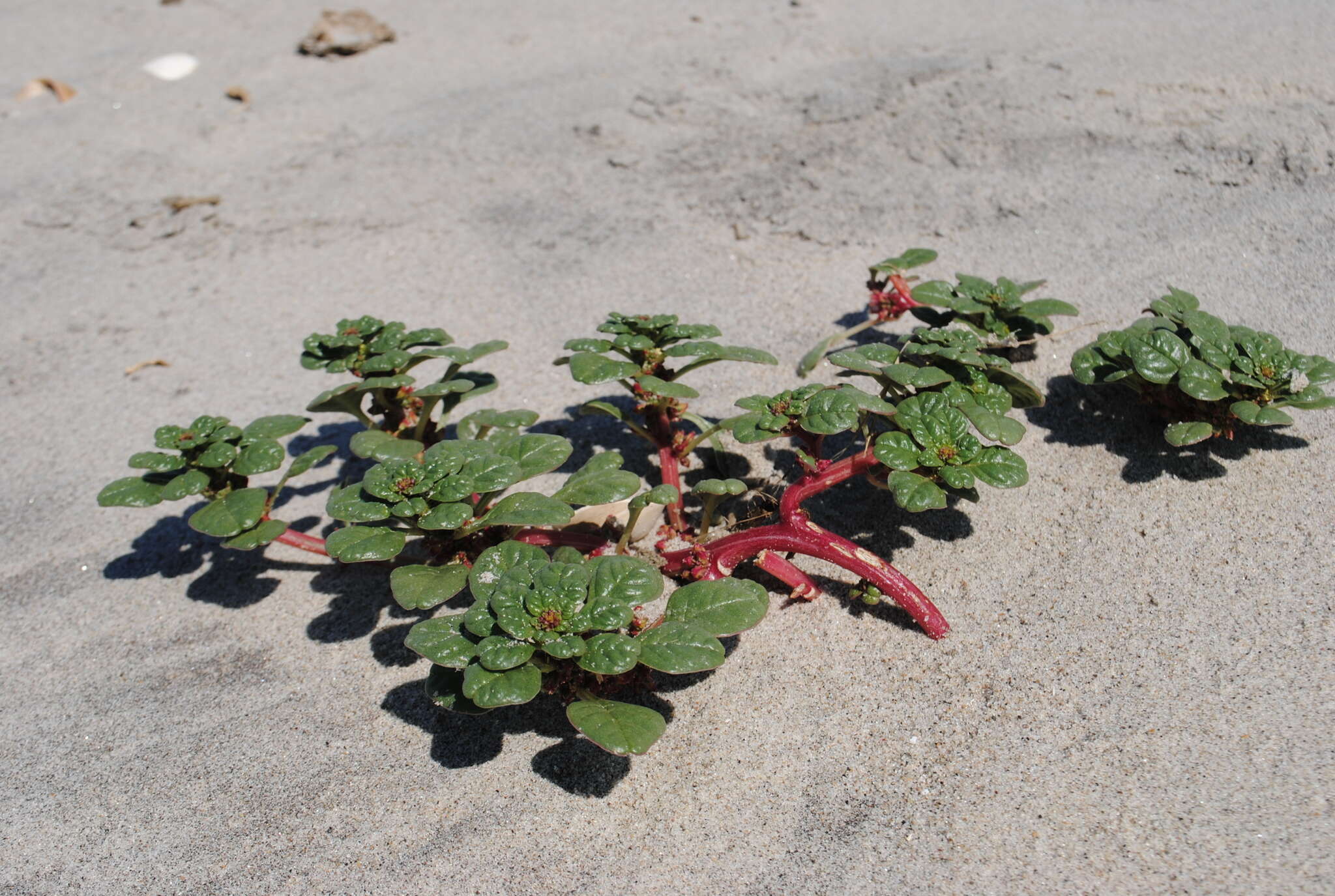 Image of seaside amaranth