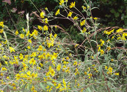 Image of Schweinitz's sunflower