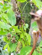 Pachylis laticornis (Fabricius 1798)的图像