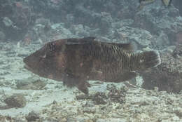 Image of Giant Wrasse