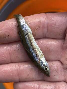 Image of Redside Dace