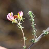 Слика од Aspalathus retroflexa subsp. bicolor (Eckl. & Zeyh.) R. Dahlgren