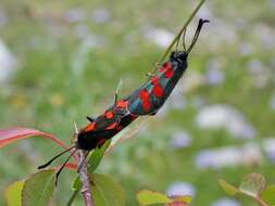 Image of Zygaena oxytropis Boisduval 1828