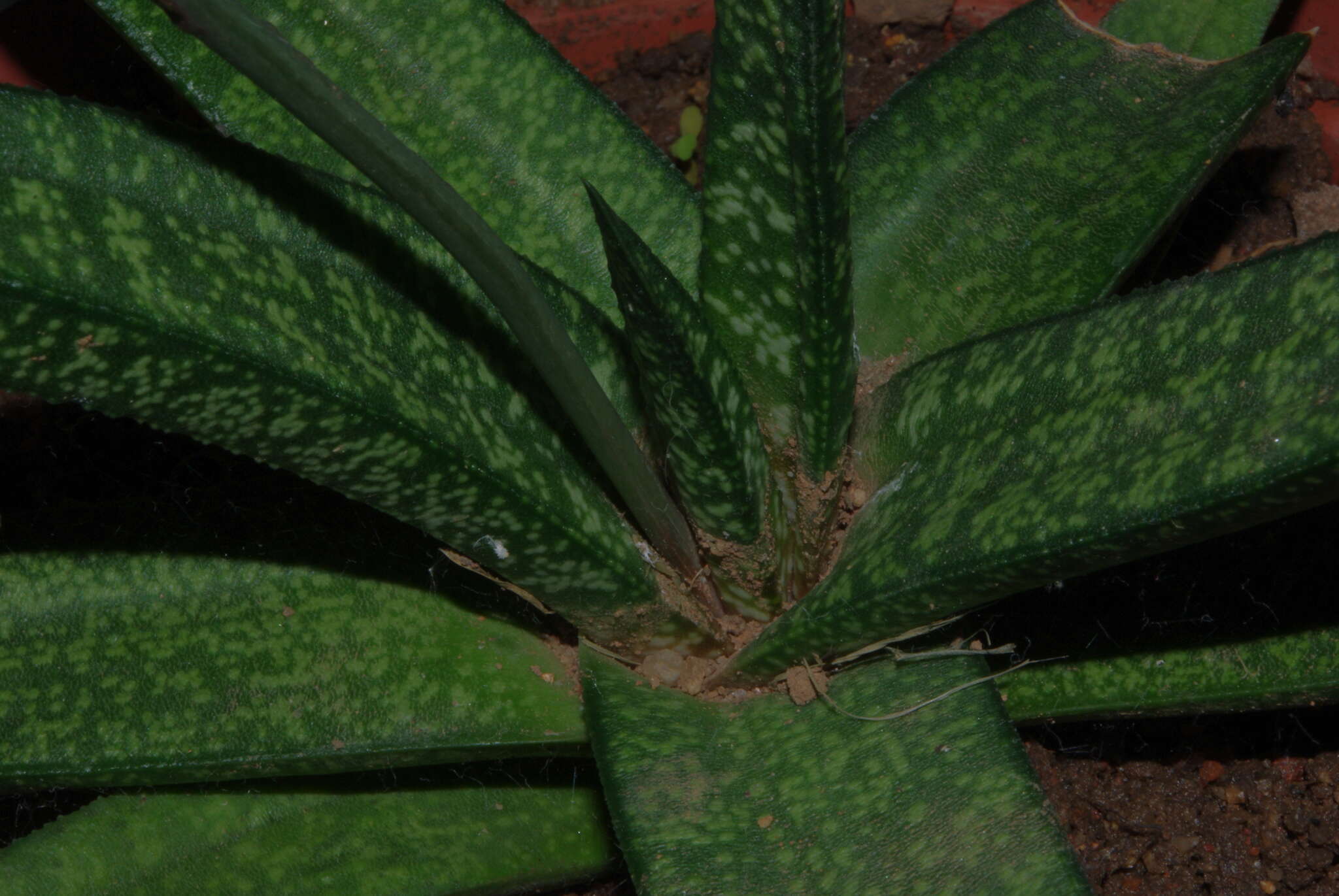 Image of Gasteria batesiana G. D. Rowley