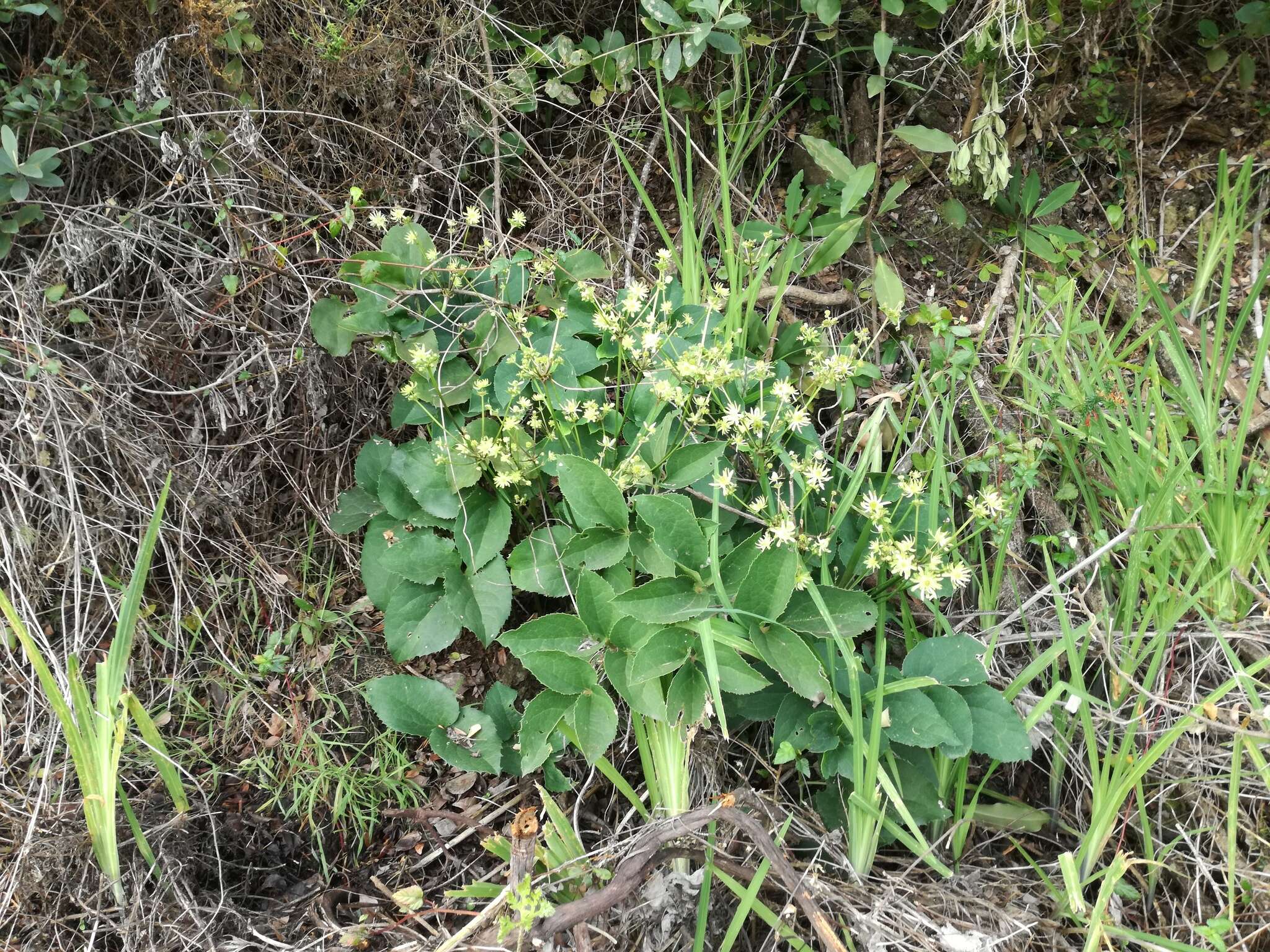 Image of Knowltonia vesicatoria subsp. grossa H. Rasmussen