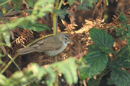 Image of Paddyfield Warbler