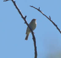 Image of Phylloscopus trochilus trochilus (Linnaeus 1758)