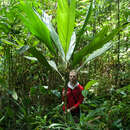 Sivun Dypsis procera Jum. kuva