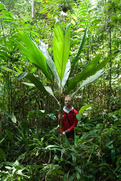 Image of Dypsis procera Jum.