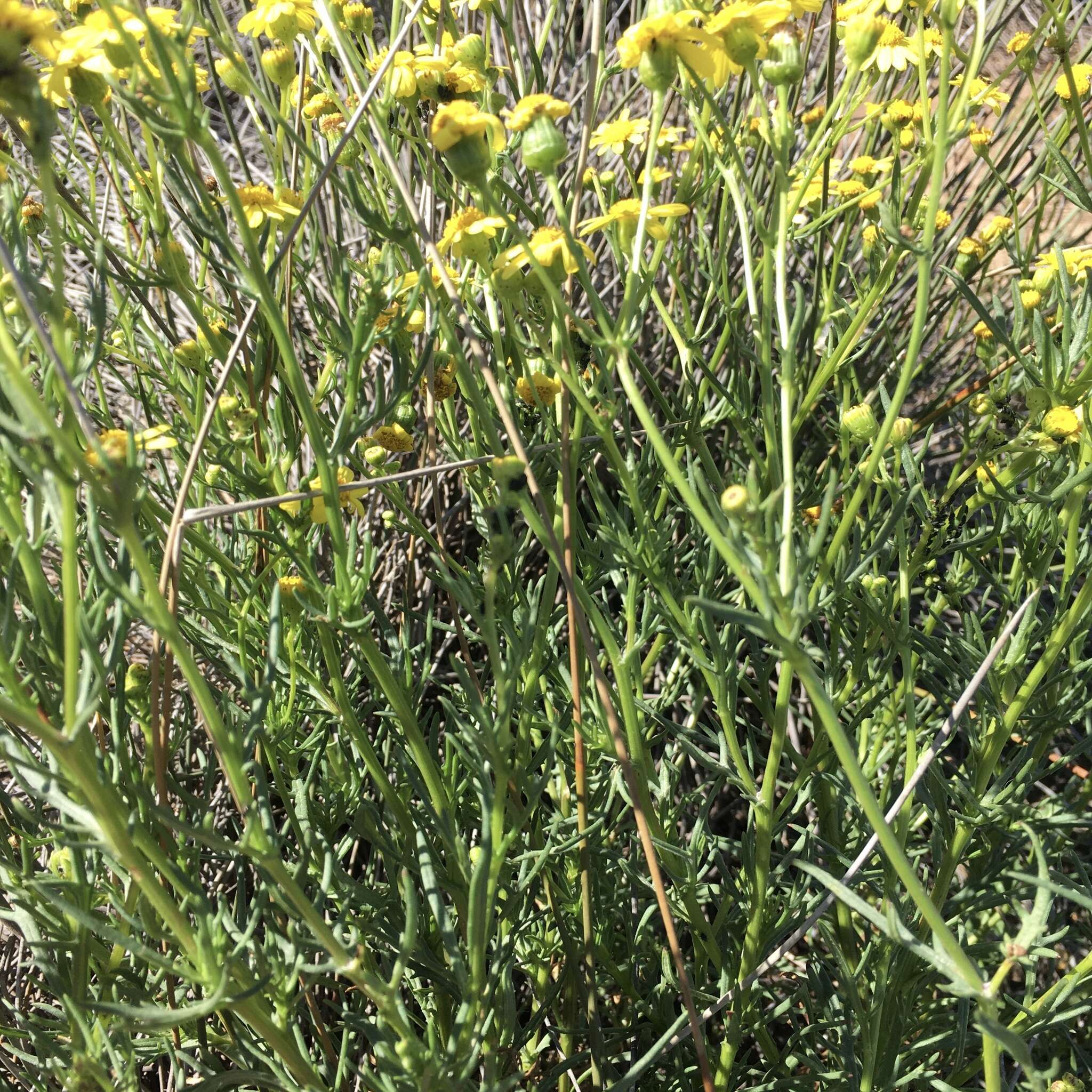 Senecio spanomerus I. Thomps. resmi