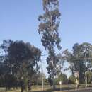 Image of Eucalyptus argophloia Blakely