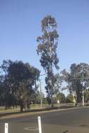 Image de Eucalyptus argophloia Blakely