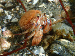 Image of armed hermit crab