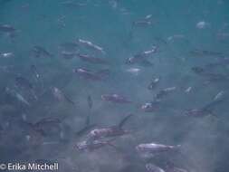 Image of Loose-scaled sardine