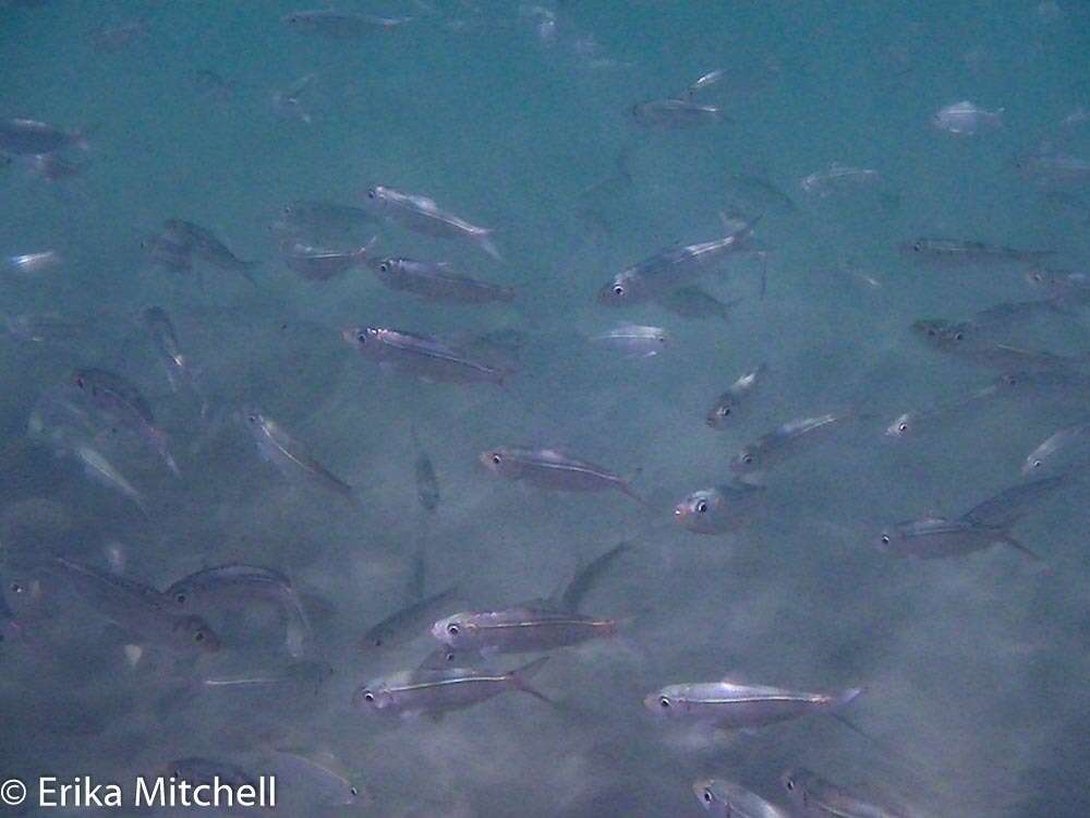 Image of Loose-scaled sardine