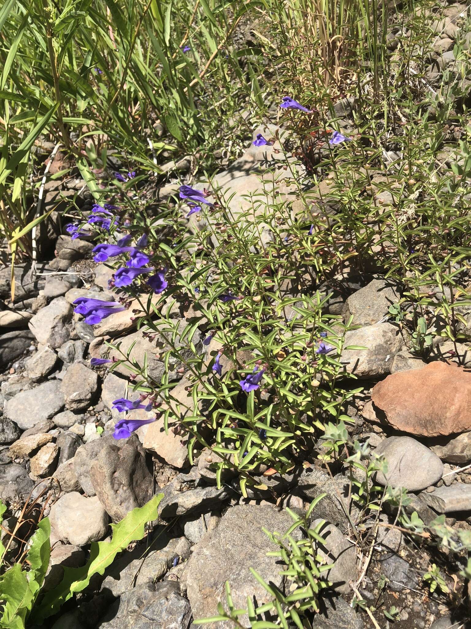 Image of narrowleaf skullcap