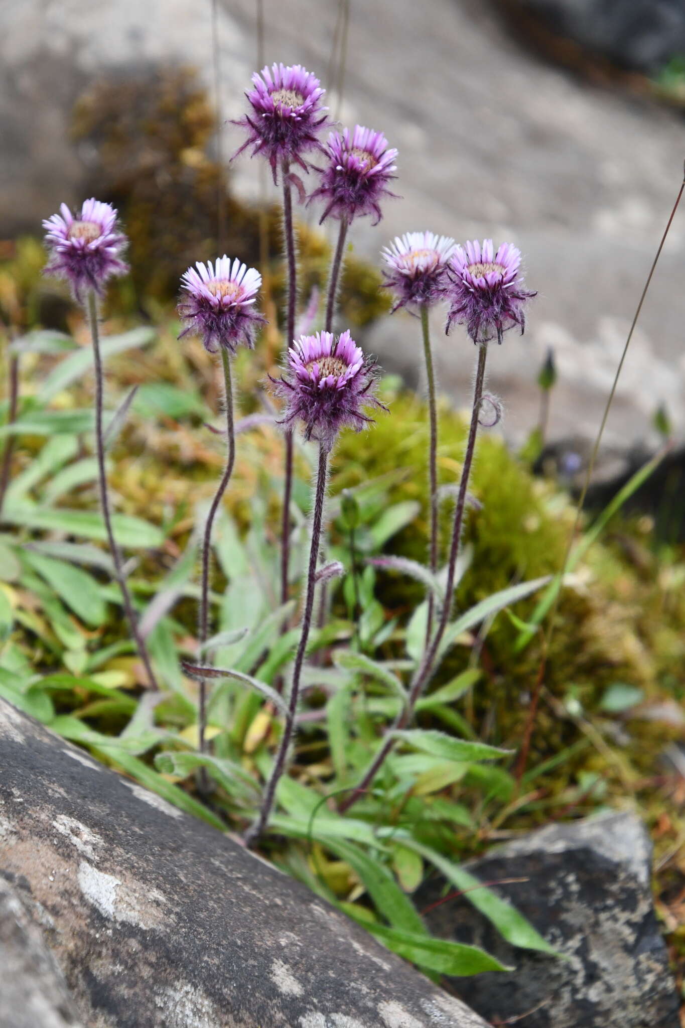 Image of Erigeron eriocalyx (Ledeb.) Vierhapper