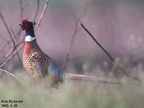 Imagem de Phasianus colchicus karpowi Buturlin 1904