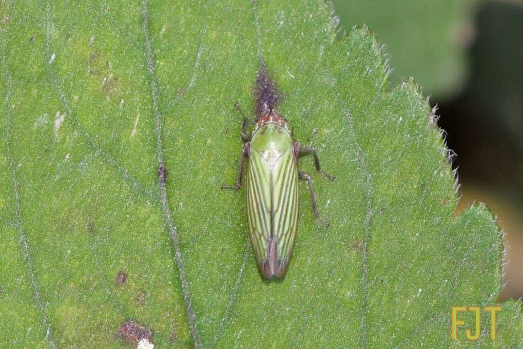 Image of Chlorogonalia losoplanensis (Schroder 1959)