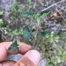 Imagem de Agastache pringlei var. verticillata (Wooton & Standl.) R. W. Sanders